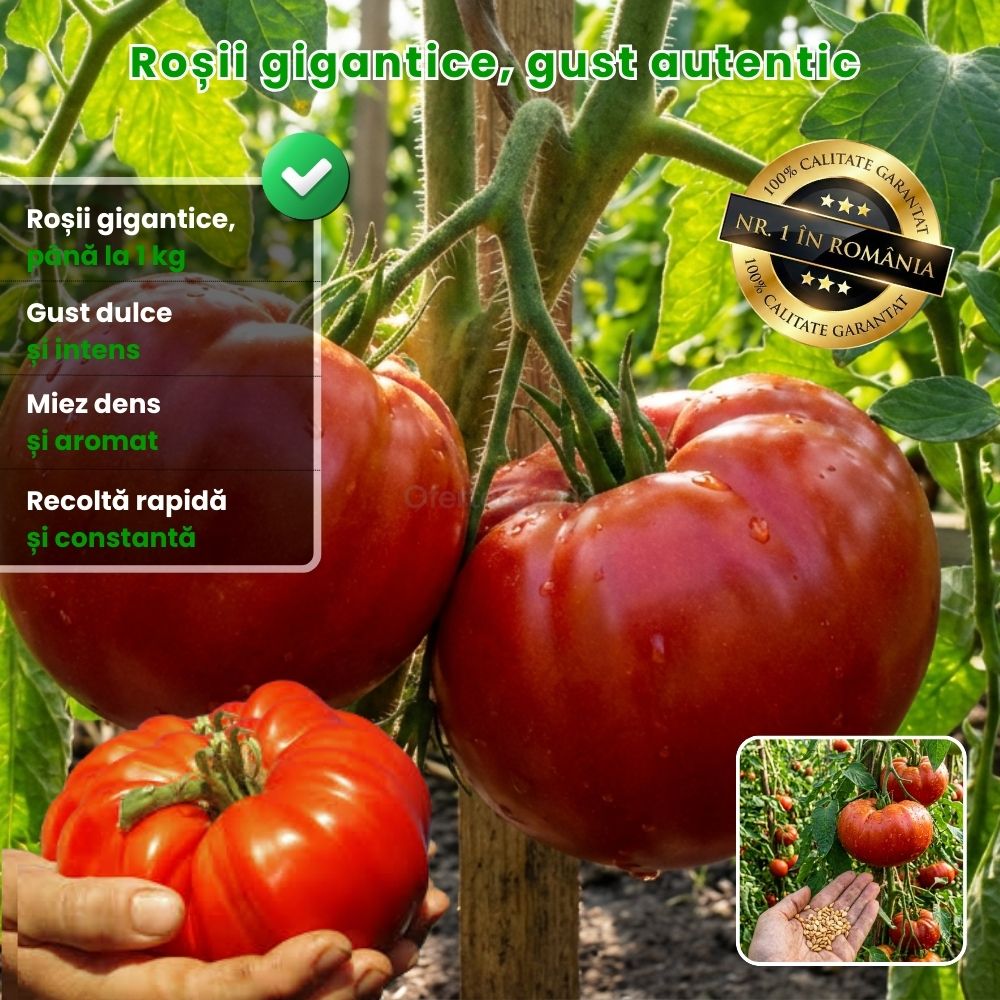 Semințe Roșii Gigant