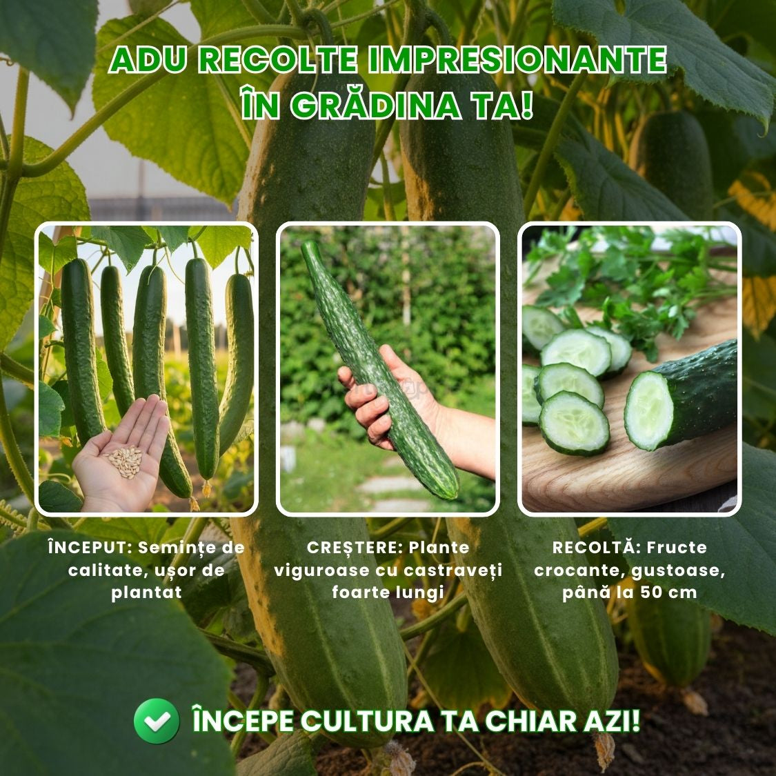 Semințe de Castraveți Gigant