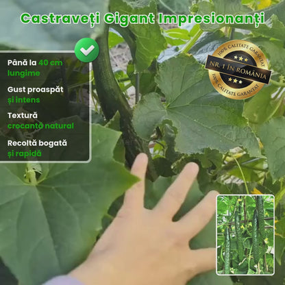 Semințe de Castraveți Gigant