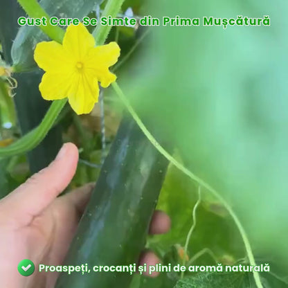 Semințe de Castraveți Gigant