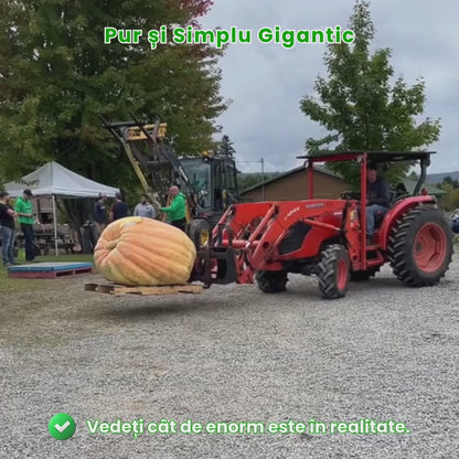 Semințe de Dovleac Gigant