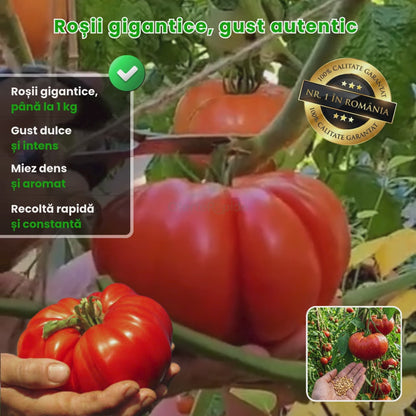 Semințe Roșii Gigant